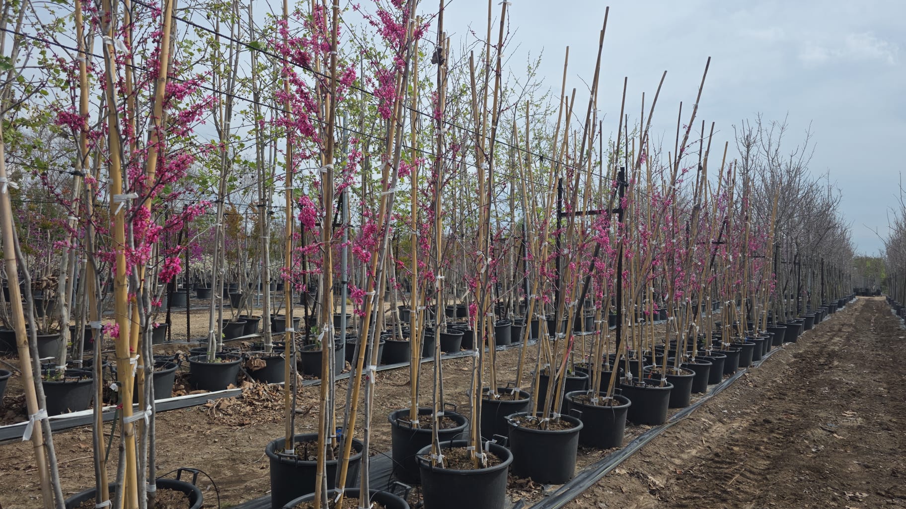 WhatsApp Image 2026-03-25 at 13.52.55