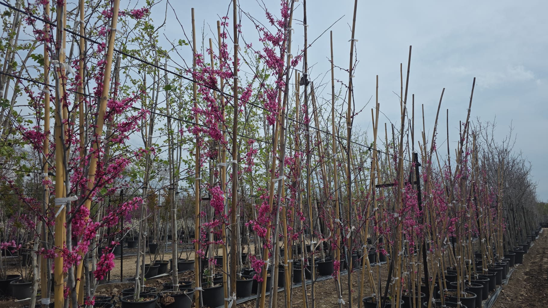 WhatsApp Image 2026-03-25 at 13.53.18