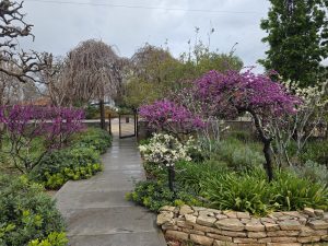 איך יוצרים גינה שלמה מעצי משתלת הוכברג?