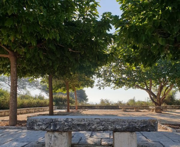 תות דולבני ‘קגיאמה’ כעץ צל פיסולי- פרויקט בגני רמות הנדיב