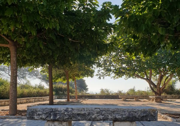 תות דולבני 'קגיאמה' כעץ צל פיסולי- פרויקט בגני רמות הנדיב